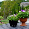 鉢植え