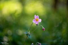 ふぞろいの花びら