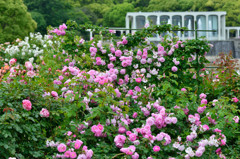 ♪　Rose Garden