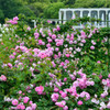 ♪　Rose Garden