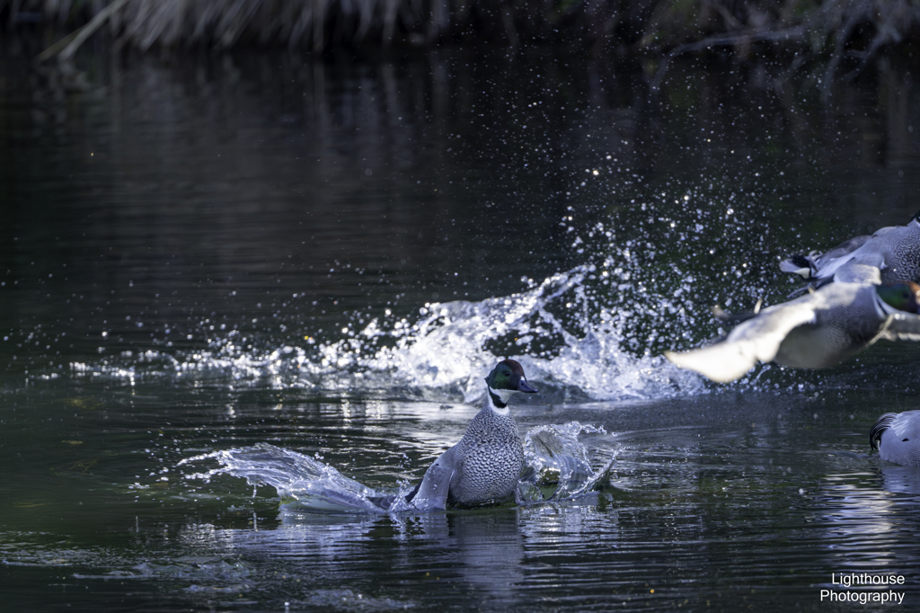 飛び立ちハート