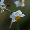 雪中花