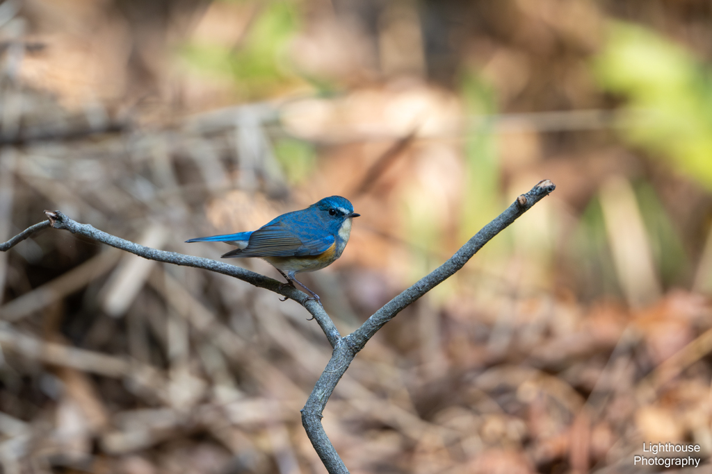 青い鳥