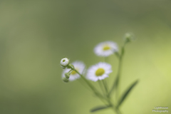 道端の花