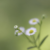 道端の花