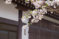 光前寺の桜　その弐