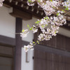 光前寺の桜　その弐