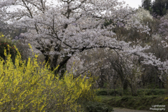 花の道