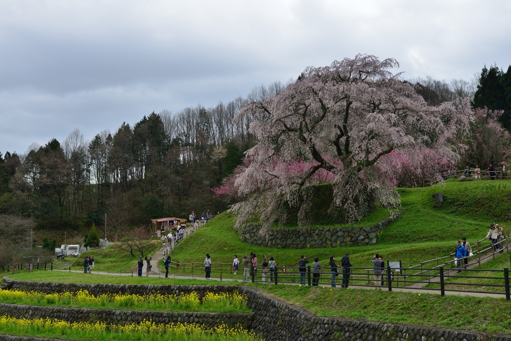 武士（もののふ）の桜