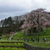 武士（もののふ）の桜