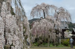 枝垂れ恋と桜