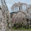 枝垂れ恋と桜