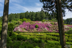 花の寺