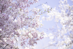 見上げれば桜色