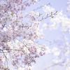 見上げれば桜色