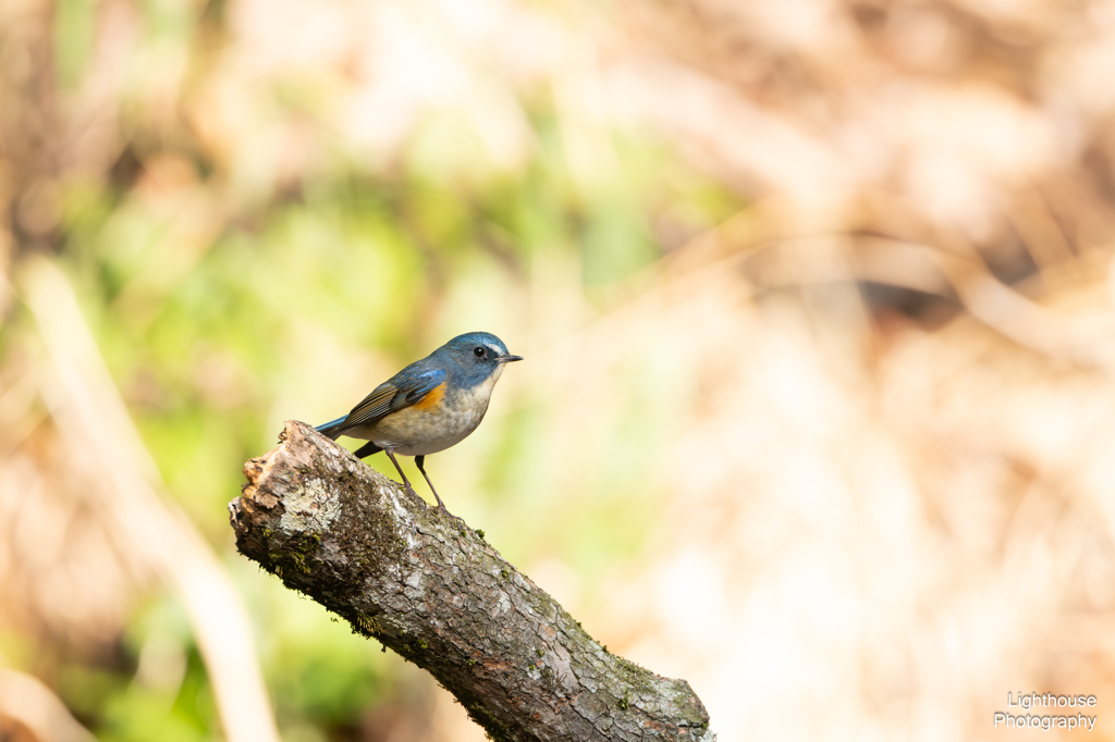 青い鳥を見つけたよ