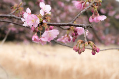河津桜～蕾と花びら