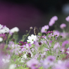 花びらの中