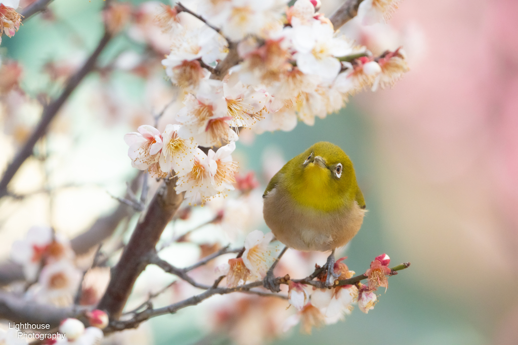 いいお顔