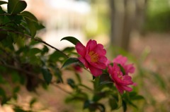 山茶花