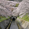 疎水の風景