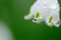 春雨のしずく