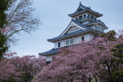 桜咲く長浜城