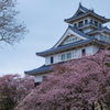 桜咲く長浜城