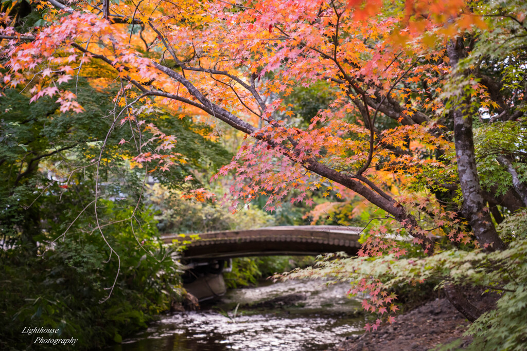 水辺の秋景色
