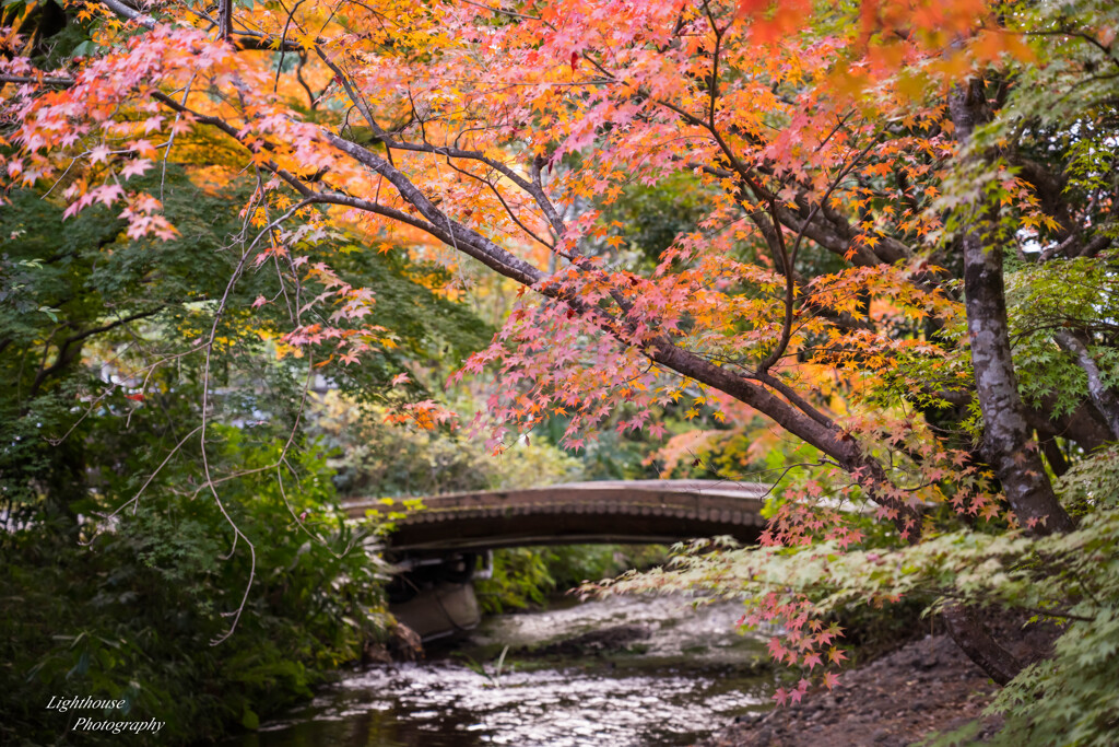 水辺の秋景色