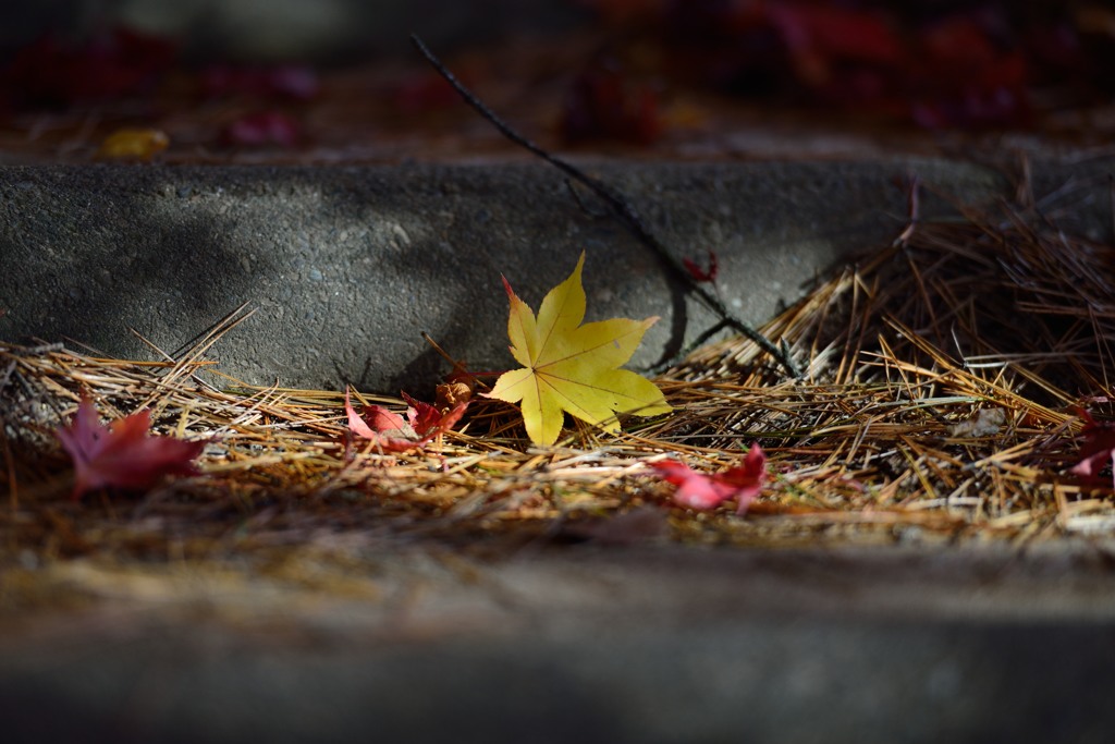 足元の黄葉