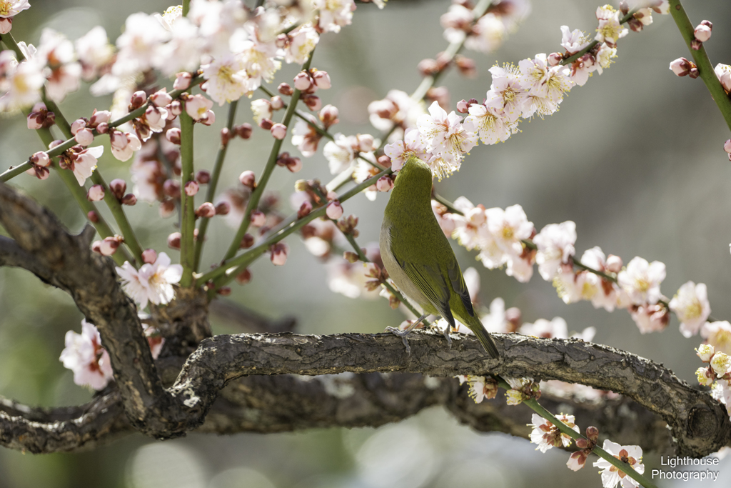 春の背中