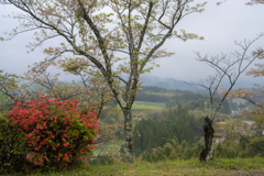 花のある風景