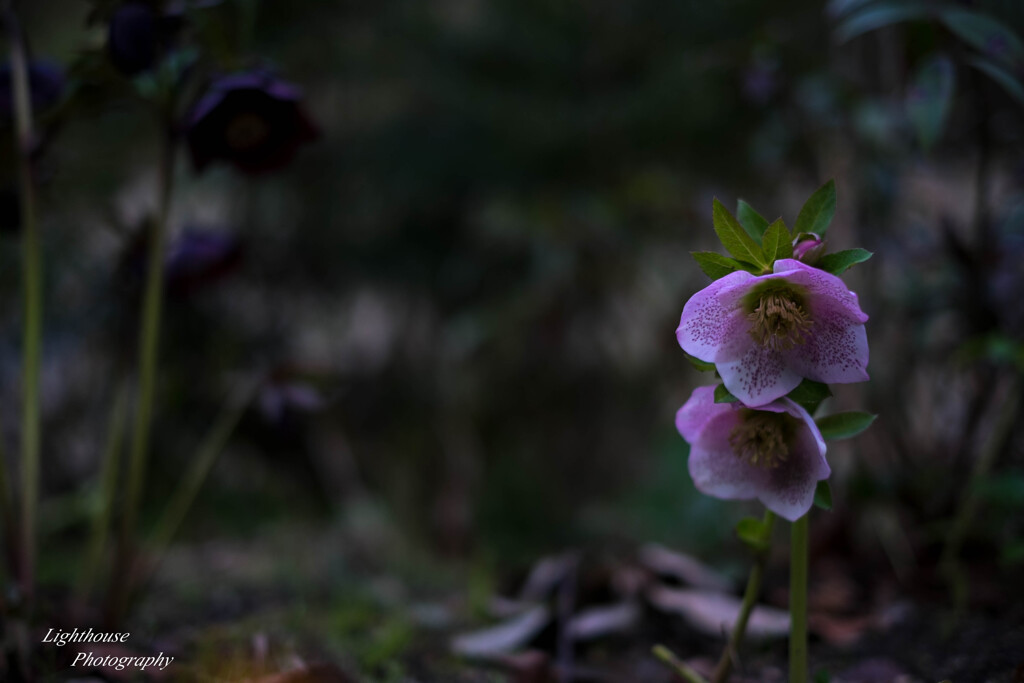 花模様