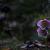 花模様