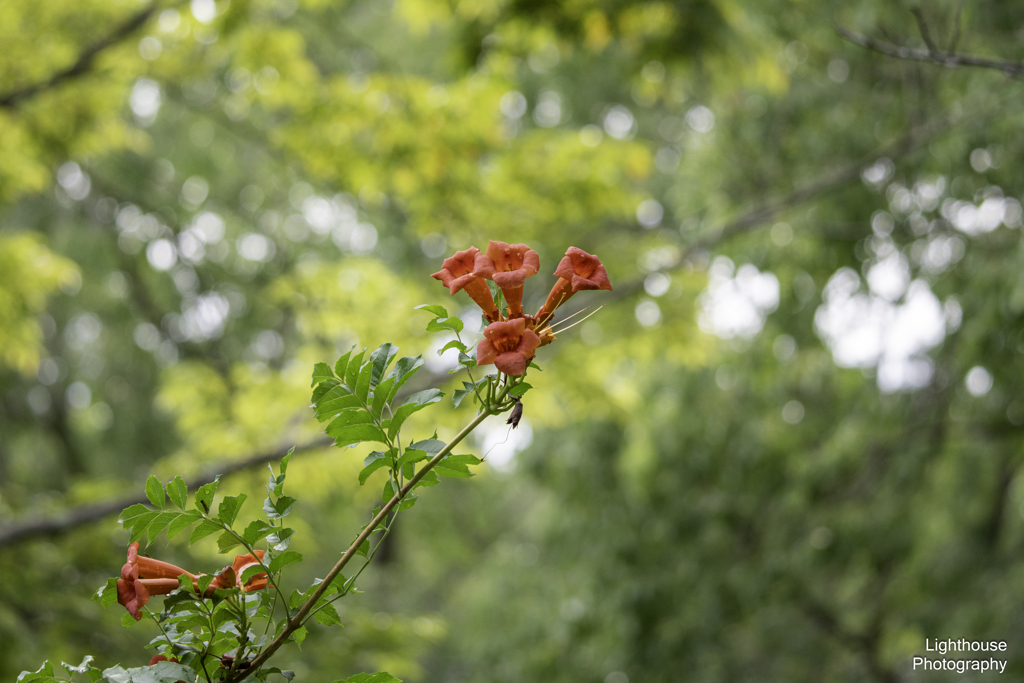 夏の花