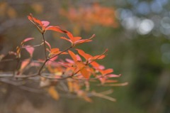 冬のはじまり
