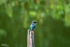 Common Kingfisher