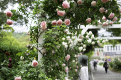 バラが咲いた