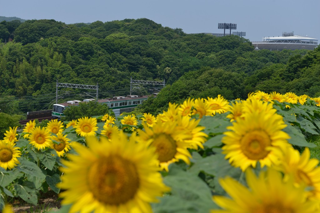 ひまわりの丘