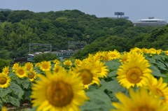ひまわりの丘