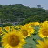 ひまわりの丘