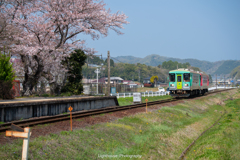 桜咲くローカル線