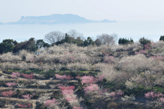 海の見える梅林Ⅱ