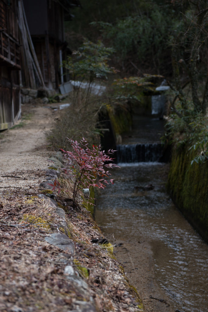 小さな道の小さな木