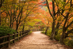 秋の散歩道