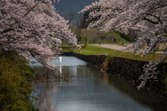 お堀の桜