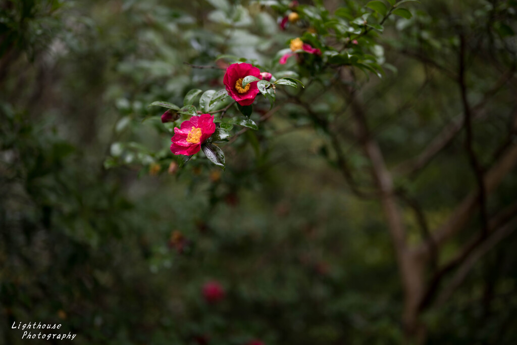 山茶花