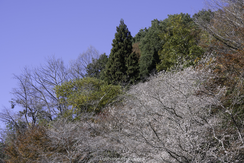 四季桜