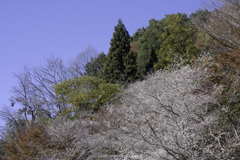 四季桜